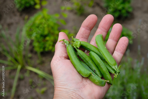 Green pea pods in a farmer's hand. Copy space. 