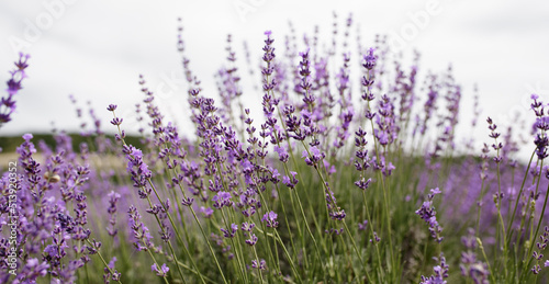 Selective focus on lavender flower in flower garden. Lavender flowers