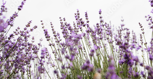 Selective focus on lavender flower in flower garden. Lavender flowers
