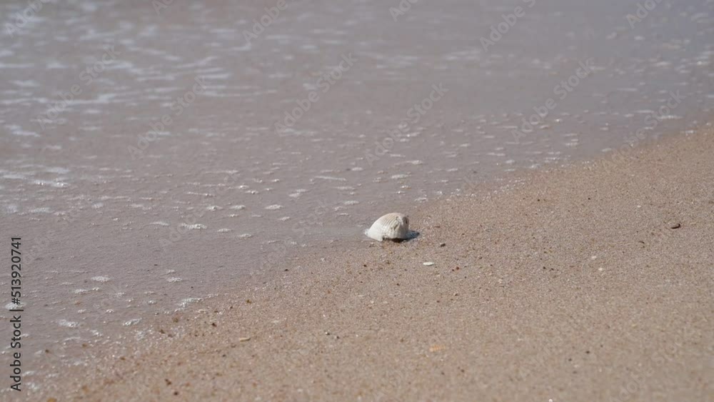 slow motion scene, shell on sand beach of sea coast slow motion scene, shell on sand beach of sea coast