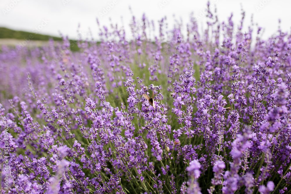 Fototapeta premium Selective focus on lavender flower in flower garden. Lavender flowers
