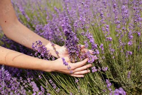 Close up on hand of happy young woman in white dress on blooming fragrant lavender fields with endless rows. Bushes of lavender purple aromatic flowers on lavender fields