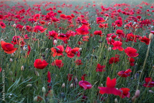 Field of poppies. Red poppy flowers at sunset. symbol of sleep, peace and death. National flower of Albania and Poland.