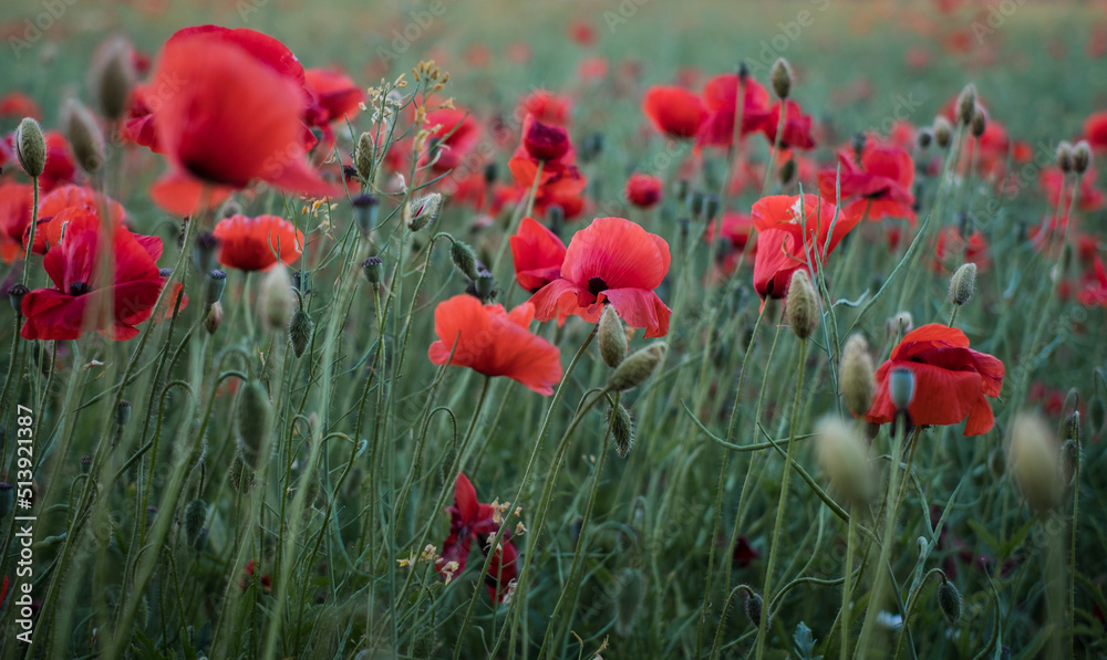 Fototapeta premium Field of poppies. Red poppy flowers at sunset. symbol of sleep, peace and death. National flower of Albania and Poland.