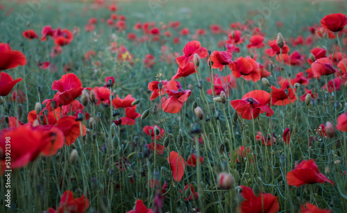 Field of poppies. Red poppy flowers at sunset. symbol of sleep  peace and death. National flower of Albania and Poland.
