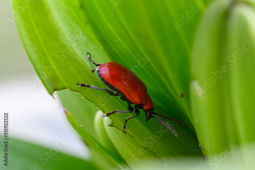 The scarlet lily beetle, red lily beetle, or lily leaf beetle (Lilioceris lilii), is a leaf beetle that eats the leaves, stem, buds, and flowers, of lilies. Bright red and elegant.