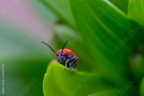 The scarlet lily beetle, red lily beetle, or lily leaf beetle (Lilioceris lilii), is a leaf beetle that eats the leaves, stem, buds, and flowers, of lilies. Bright red and elegant. photo