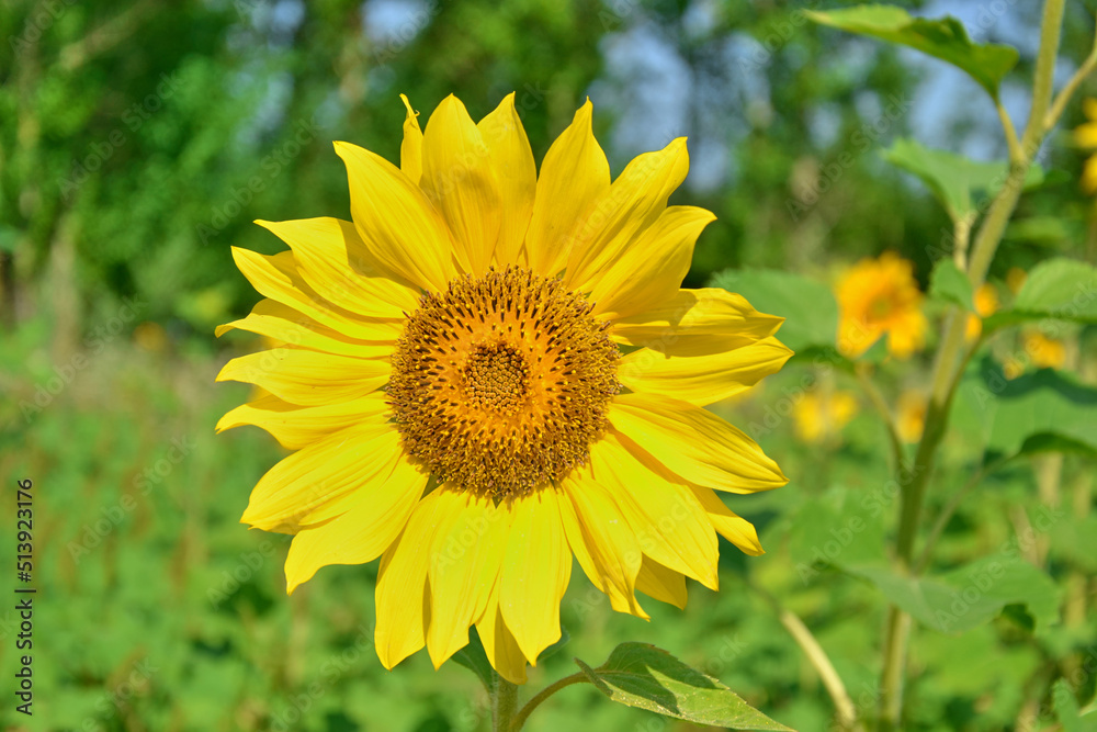 Close-up of field with bright yellow sunflowers against blue sky and bees at work. Close-up of field with bright yellow sunflowers against blue sky and bees at work.