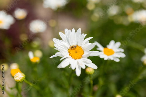 White Chamomile or Camomile flower grows in nature. Macro shoot with blur green meadow in the background