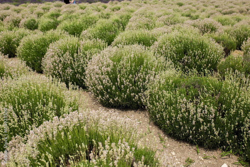 Field of Lavender, Lavandula angustifolia, Lavandula officinalis Field of Lavender, Lavandula angustifolia, Lavandula officinalis