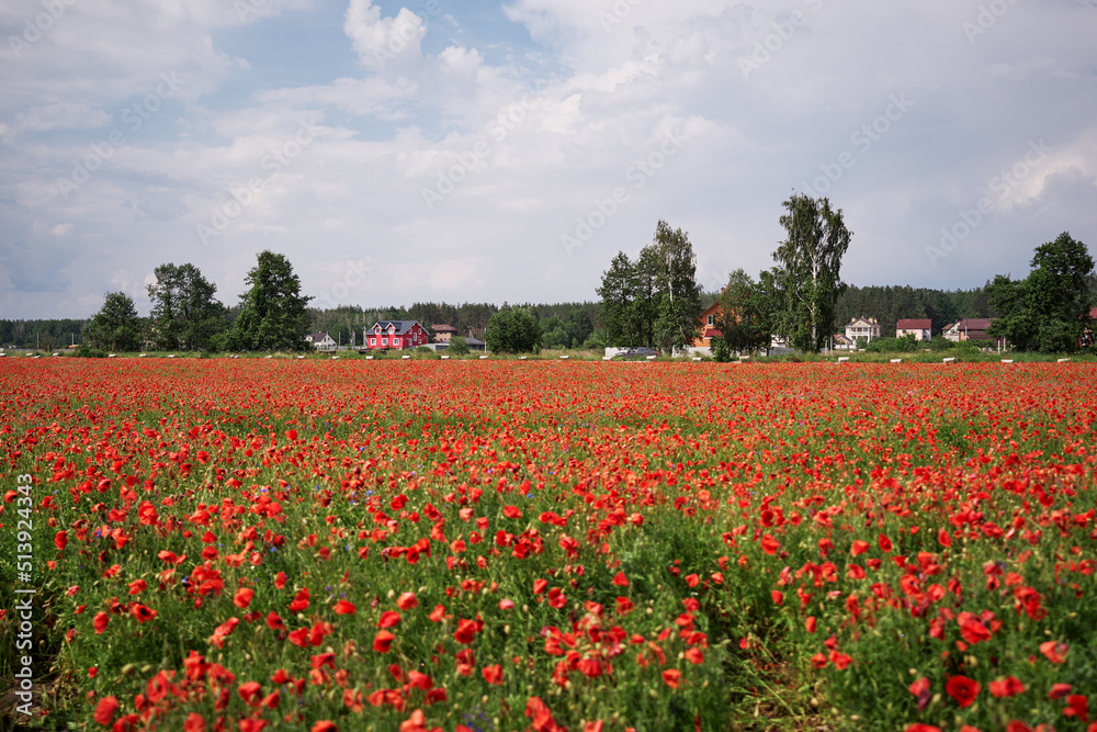 Beautiful summer day. Red poppy field in countryside.