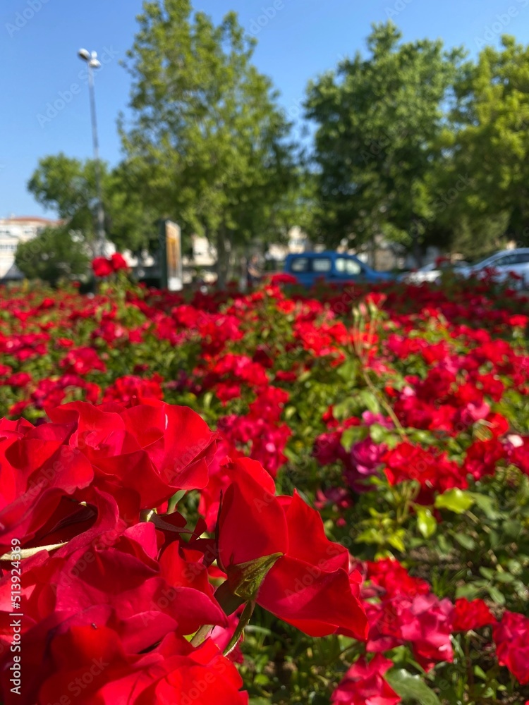 photography close-up flowers spray roses red fragrant delicate. High quality photo