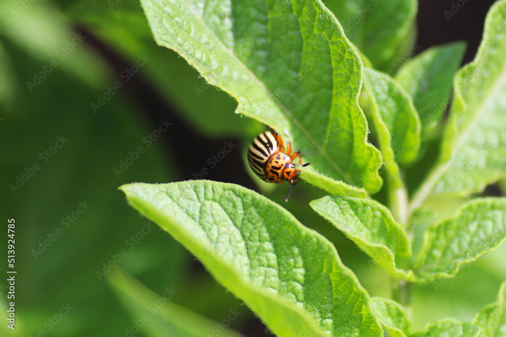 Young Colorado beetles sit on a potato leaf. Young Colorado beetles sit on a potato leaf.