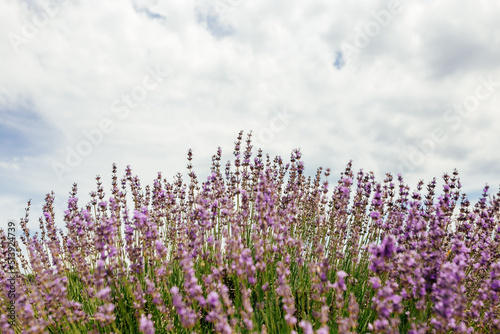 Purple lavender garden. Wide view of flower field background