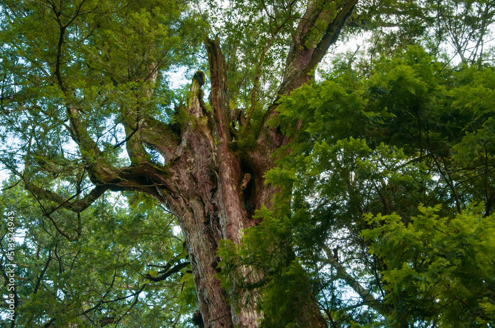 Fototapeta premium Taiwan, Lala Mountain, national forest, protected area, huge, thousand-year-old sacred tree