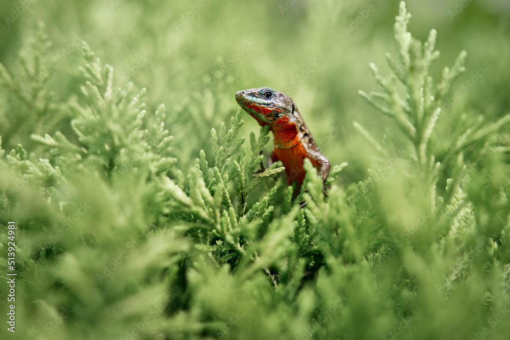 Fototapeta premium Wildlife. Small lizzard sitting on green bush.