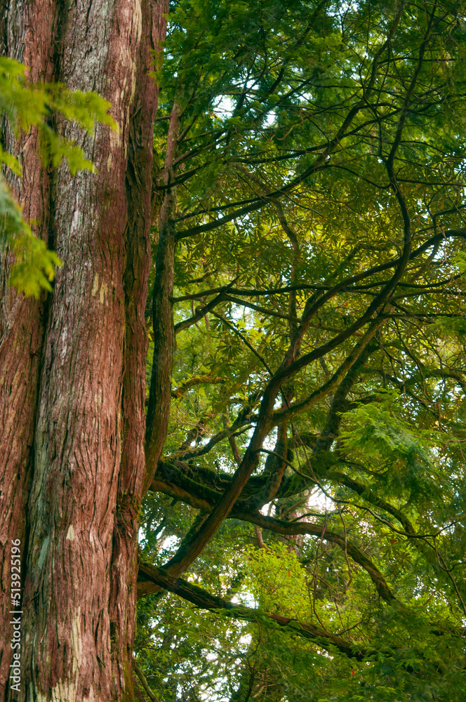 Fototapeta premium Taiwan, Lala Mountain, national forest, protected area, huge, thousand-year-old sacred tree