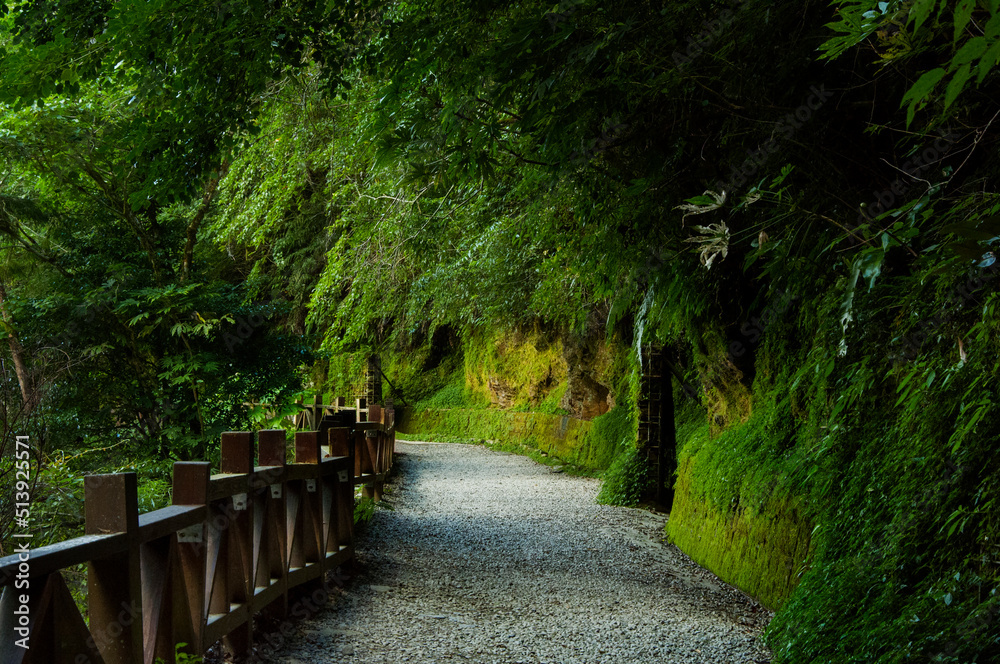 Taiwan, Lala Mountain, national forest, protected area, green, quiet, forest trail Taiwan, Lala Mountain, national forest, protected area, green, quiet, forest trail