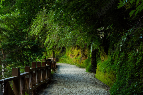 Taiwan, Lala Mountain, national forest, protected area, green, quiet, forest trail