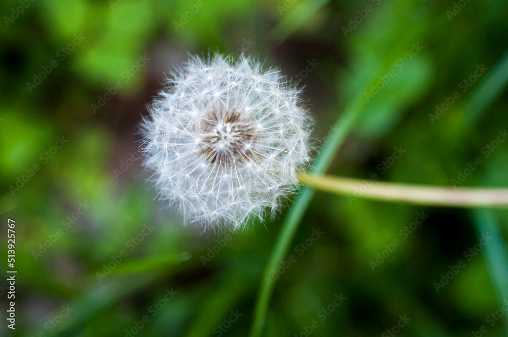 close-up, blooming, dandelion, tidbit, flower close-up, blooming, dandelion, tidbit, flower