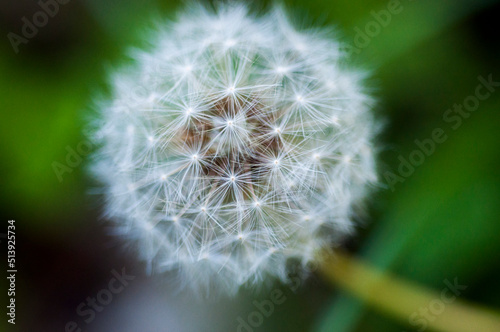 close-up  blooming  dandelion  tidbit  flower