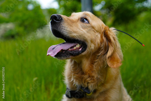Smiling cutie pretty rescue dog labrador retriever show his tongue