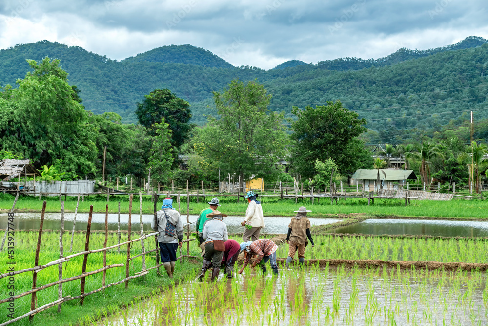 Group of Asian worker farmer labor growing rice seeding in a paddy on cloudy sky rice field rainy season background. Nature countryside. Backdrop, artwork. Organic ecosystem farm Agriculture concept Group of Asian worker farmer labor growing rice seeding in a paddy on cloudy sky rice field rainy season background. Nature countryside. Backdrop, artwork. Organic ecosystem farm Agriculture concept