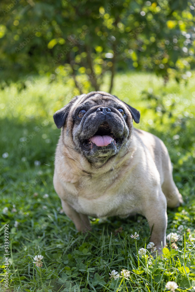 A pug sits on a meadow and watches the area