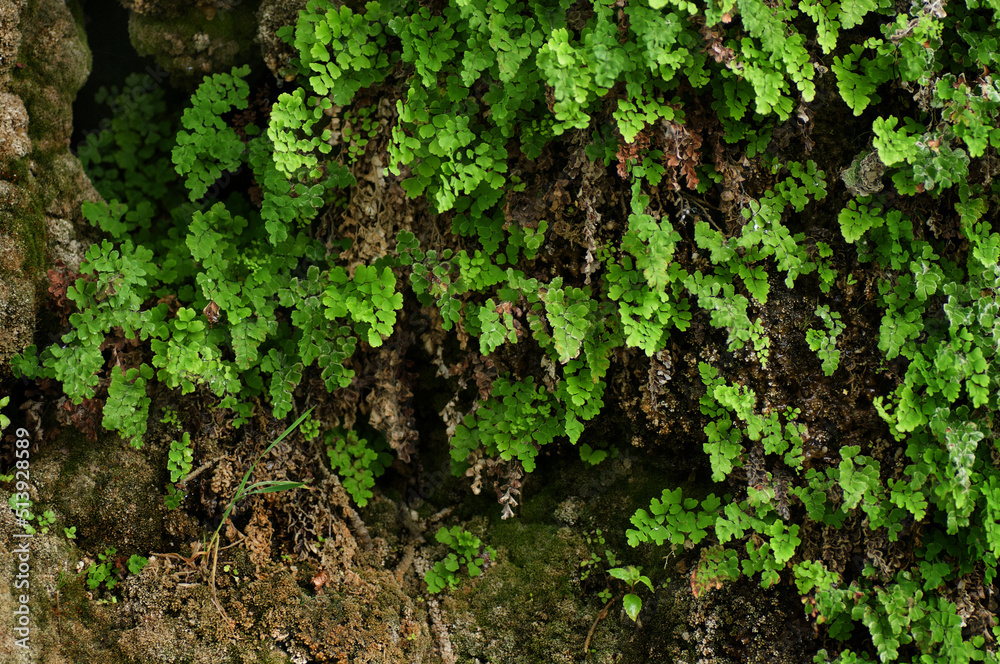 green moss on the wall