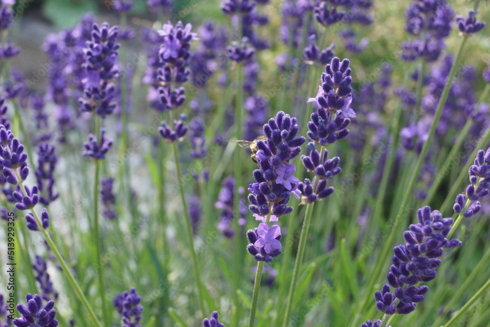 Naklejka premium Pflanzen,Blumen Flieder ,Lavendel und Schmetterlinge