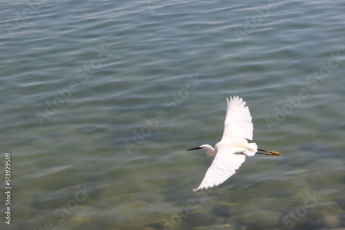 seagull in flight