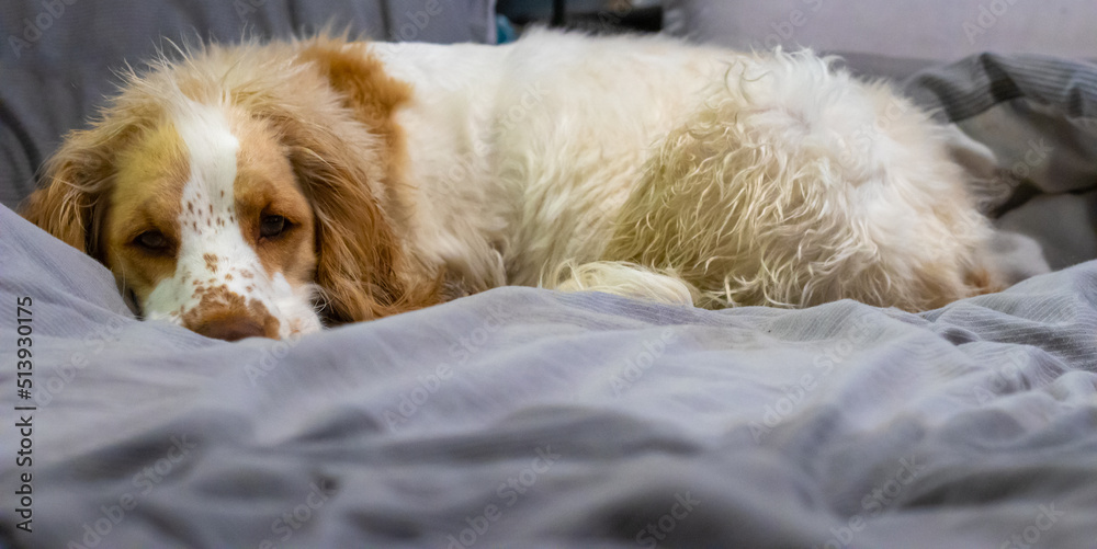 Wet cocker spaniel on the bed Wet cocker spaniel on the bed