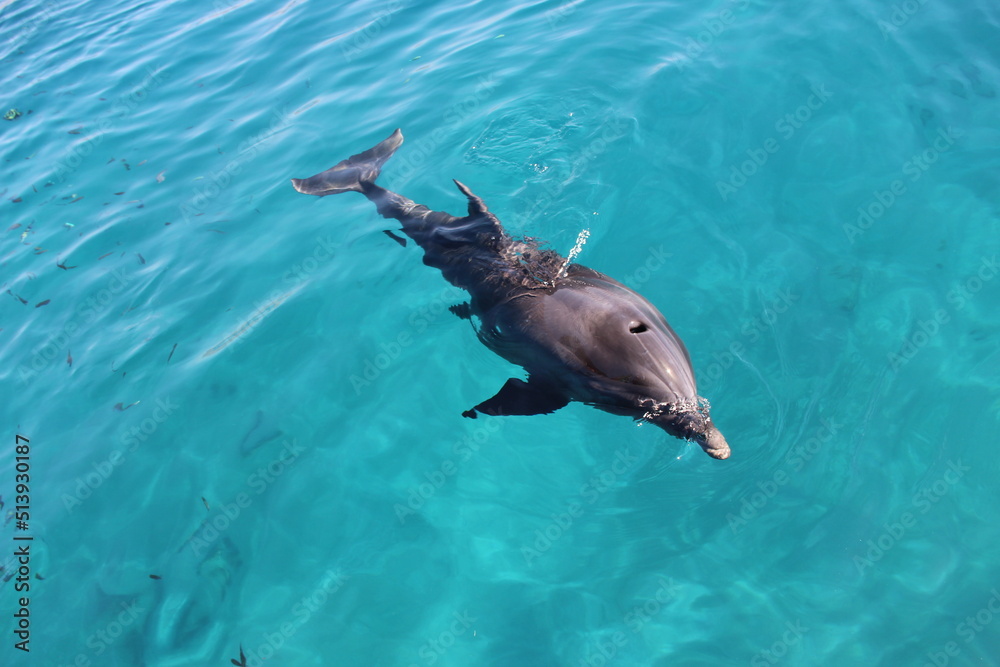 Obraz premium dolphin in the water