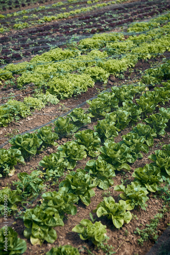 Fresh oakleaf lettuce and lettuce in the field Fresh oakleaf lettuce and lettuce in the field
