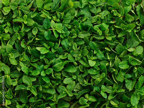 Peppermint