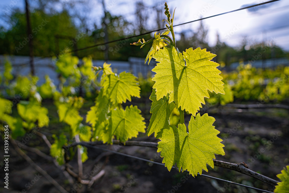 Obraz premium Vineyard with young grape leaves