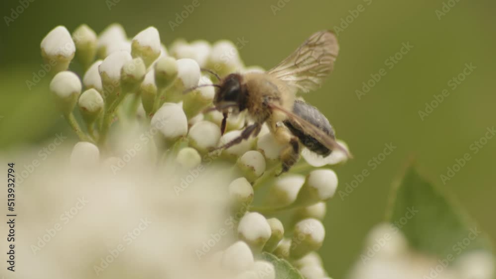 Africanized Bee Hovering Over Firethorn Buds In Shallow Depth Of Field. Selective Focus Shot Africanized Bee Hovering Over Firethorn Buds In Shallow Depth Of Field. Selective Focus Shot