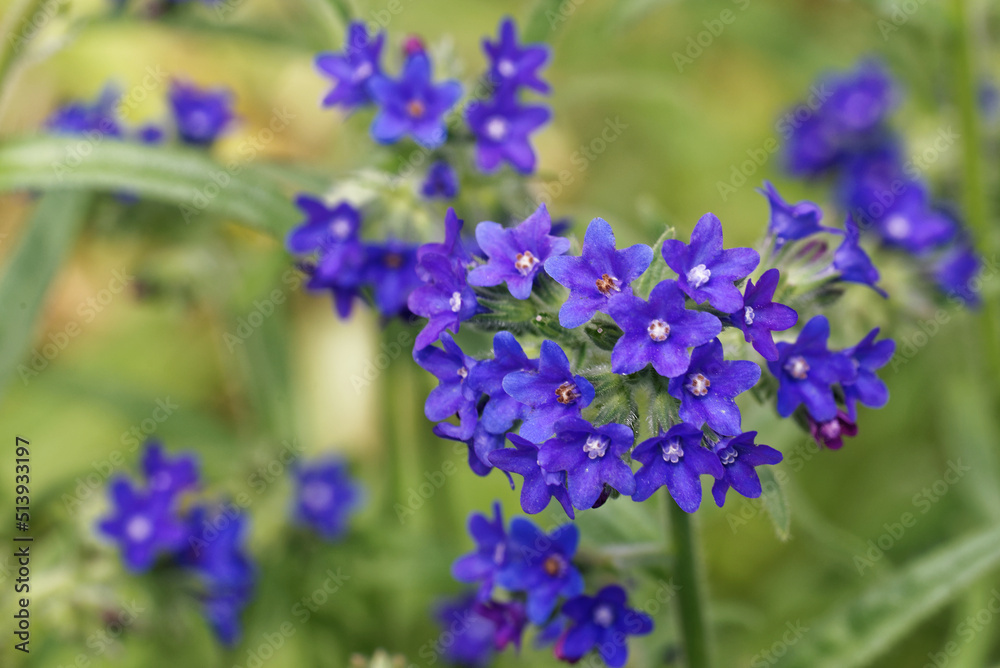 Obraz premium Common bugloss provides a great deal of nectar for pollinators.