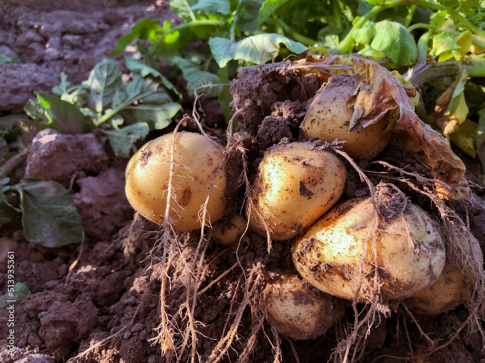 Harvest potatoes on the ground close up Harvest potatoes on the ground close up