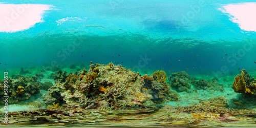 Fototapeta Naklejka Na Ścianę i Meble -  Reef Coral Scene. Tropical underwater sea fish. Hard and soft corals, underwater landscape. Philippines. Virtual Reality 360.
