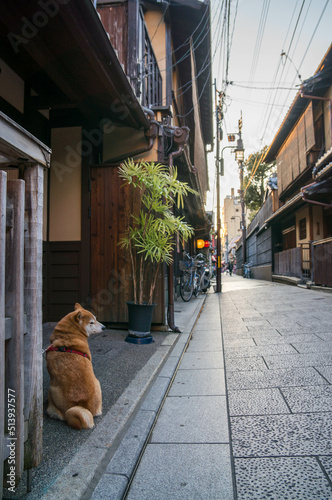 京都 夕暮れの祇園と芝犬
