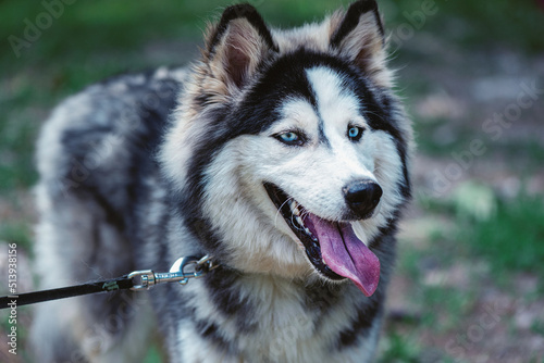 Beautiful Siberian husky dog in a  natural park  close up