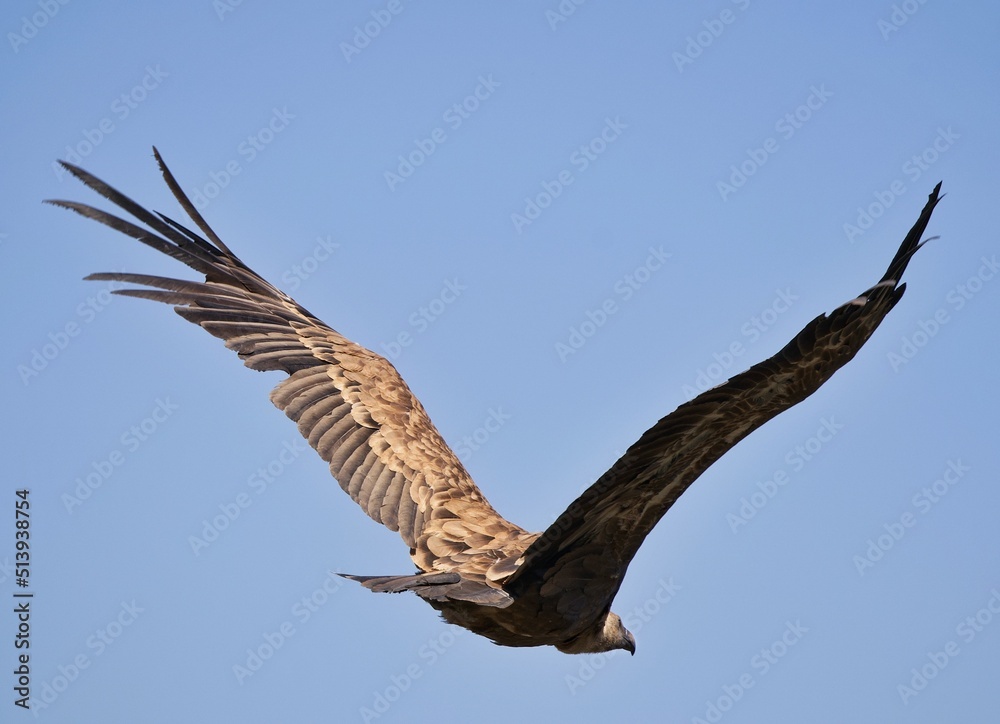 Obraz premium osprey in flight