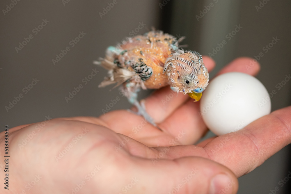 Pet budgie without feathers playing with a ball on hand. Budgerigar got sick. Little parrot with health problem. Pet budgie without feathers playing with a ball on hand. Budgerigar got sick. Little parrot with health problem.