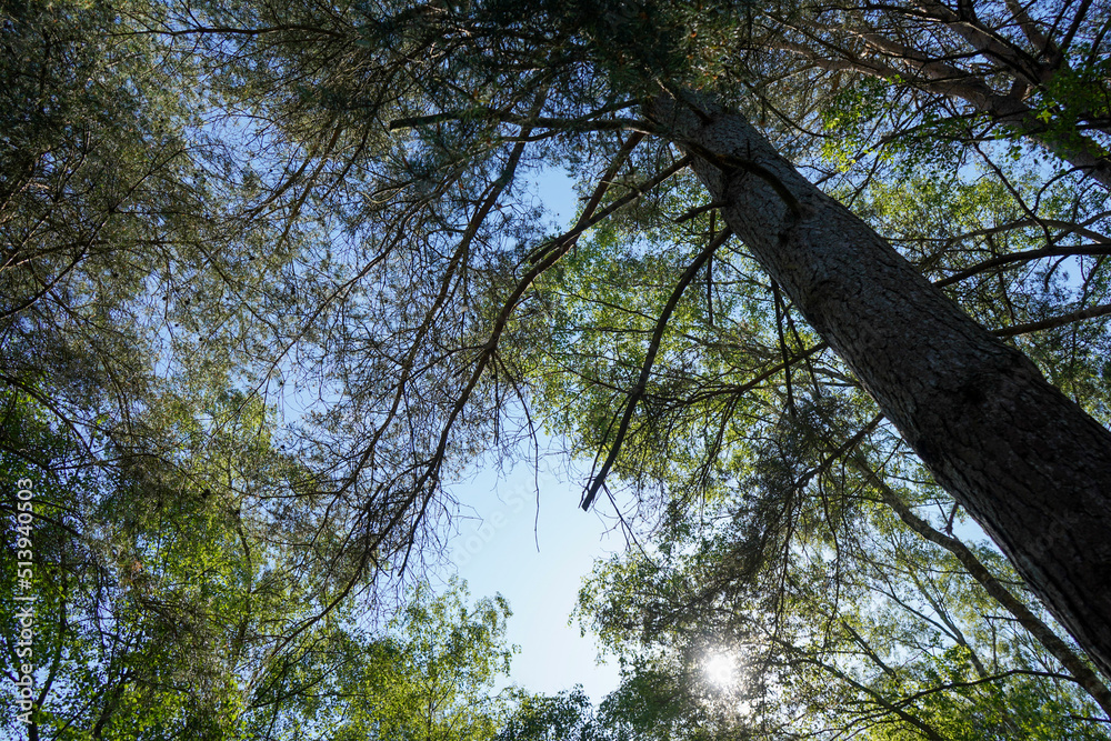 Fototapeta premium Looking up in to tall pine trees with blue sky background