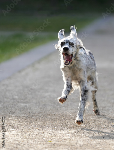 Beautyful English Setter dog running happy in the park