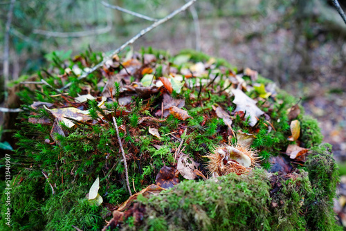 Close up of a moss covered tree stump