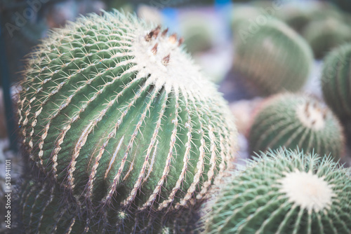 cactus, soft focus, make color tone