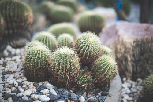 cactus, soft focus, make color tone