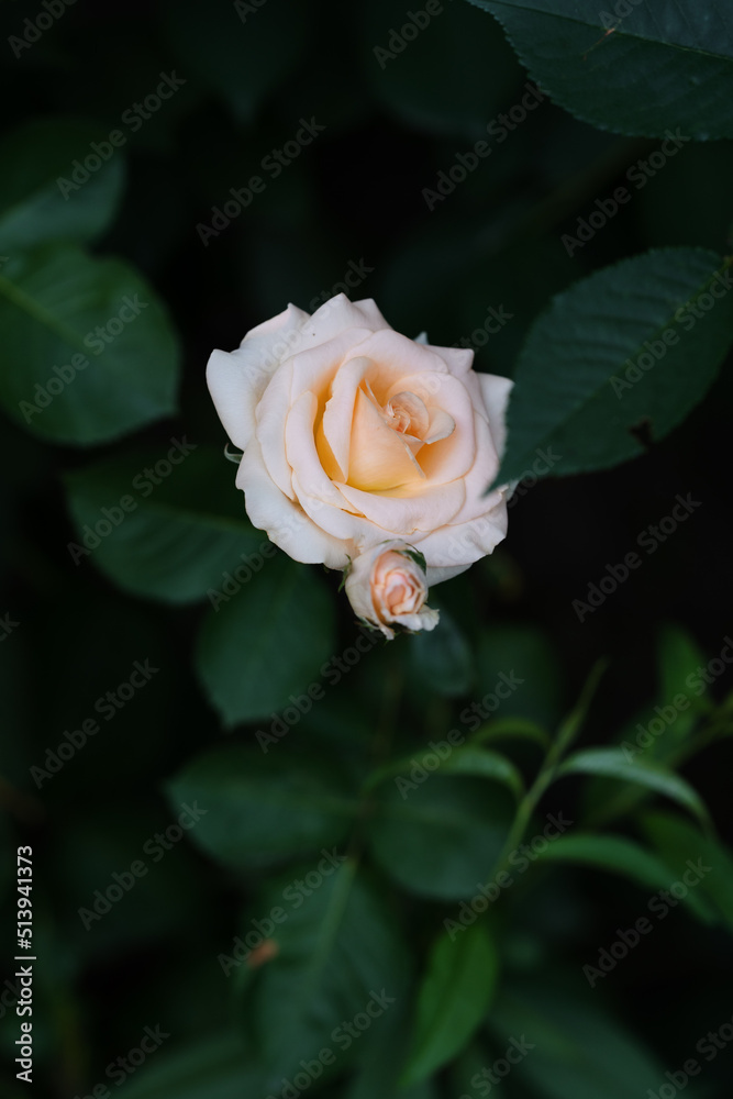 white rose on a green background white rose on a green background